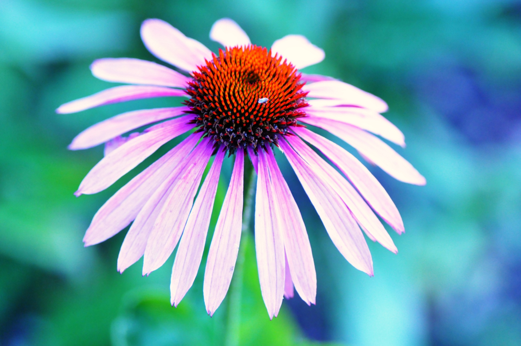 Immune Hacks Part 4 Key Herb Echinacea